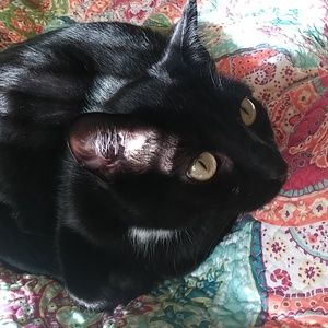 Meet your Posher, Patty